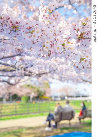 お花見の場所取り　飲み会　準備　桜　染井吉野　そめいよしの　ソメイヨシノ 35132648