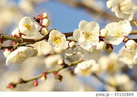 うめ うめ 35132869