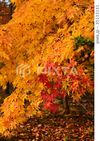 北海道江差町で朝陽に照らされている紅葉を撮影 北海道江差町で朝陽に照らされている紅葉を撮影 35133131