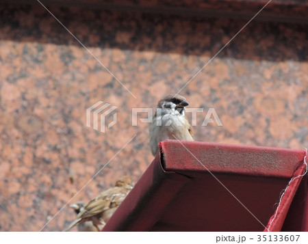 ソウルのスズメ 35133607