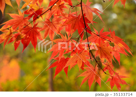 北海道江差町で紅葉を撮影 35133714