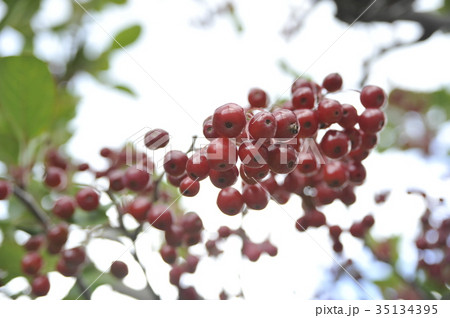 ジューンベリー 赤い実 木の実の写真素材