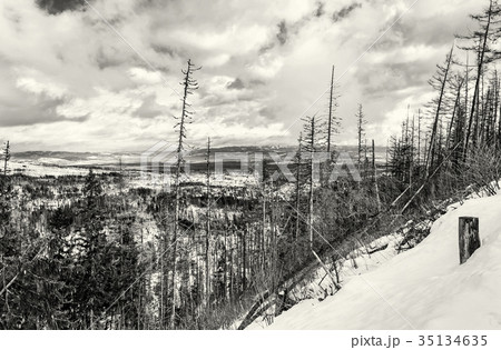 Spruce forest after natural disaster, High Tatras Spruce forest after natural disaster, High Tatras 35134635