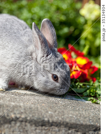 1羽のうさぎ 35134934