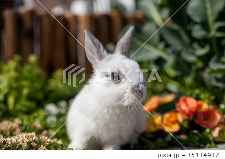 1羽のうさぎ 1羽のうさぎ 35134937