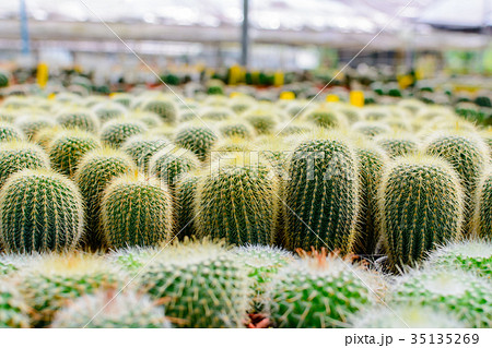 Cactus tree shop with breeding in the house Cactus tree shop with breeding in the house 35135269