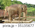 象 35135677