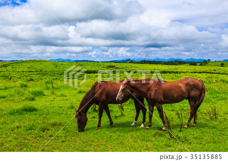 馬の放牧の風景 阿蘇ミルクロード 馬の放牧の風景 阿蘇ミルクロード 35135885