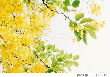 Cassia fistula yellow flowers daisy summer 35136016