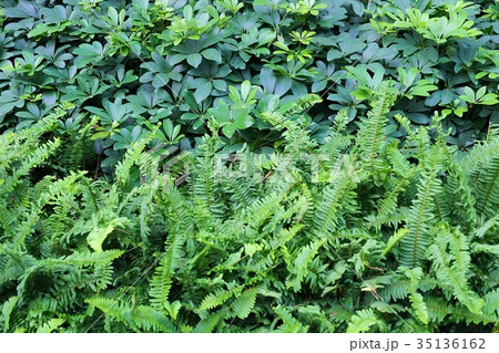 The Horizontal of Tassle Ferns Textured Background 35136162