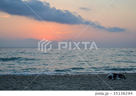 Coast. Early morning. Dog sleeping on the beach.   35136294