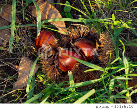 栗畑の栗の実 35136516
