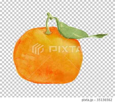 葉付きみかん 35136562