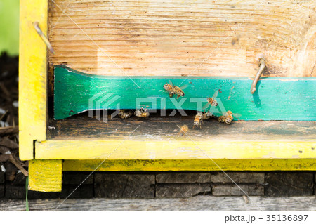 Bee with pollen that enter in the hive 35136897