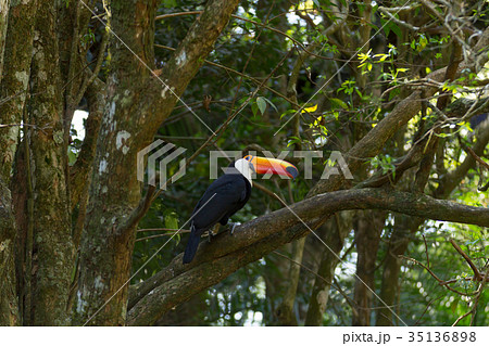 Toucan bird on the nature in Foz do Iguazu, Brazil 35136898
