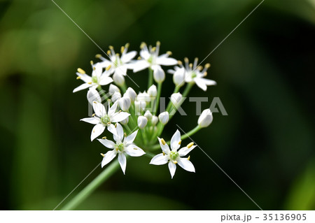 ニラの花 35136905