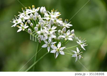 ニラの花 ニラの花 35136906