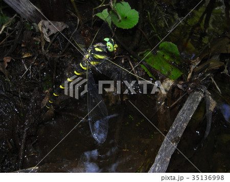 オニヤンマの飛翔 35136998