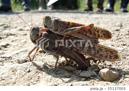 トノサマバッタの産卵 35137003