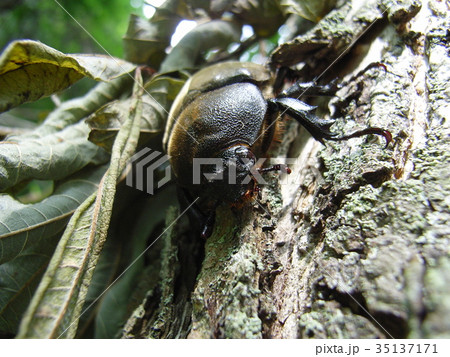 北海道のカブトムシのメス 35137171