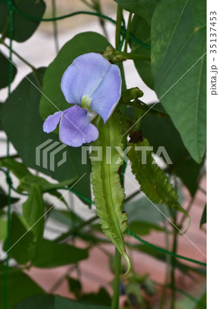 シカク豆 35137453