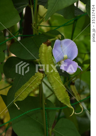 シカク豆 35137454