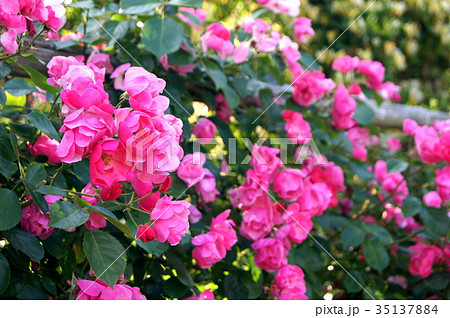 つる薔薇（アンジェラ） 35137884