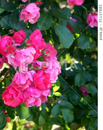 つる薔薇（アンジェラ） 35137885