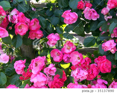 つる薔薇（アンジェラ） 35137890