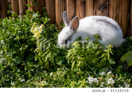 1羽のうさぎ 35138316