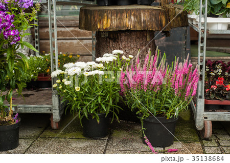 Pink flowers and daisies in flower shop 35138684