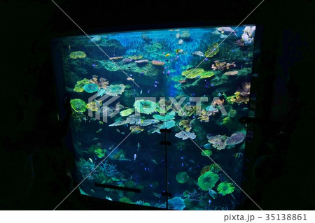 水族館のイメージ写真（aquarium）  35138861