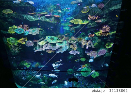 水族館のイメージ写真(aquarium) 水族館のイメージ写真(aquarium) 35138862