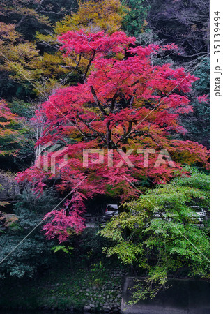 紅葉 35139494
