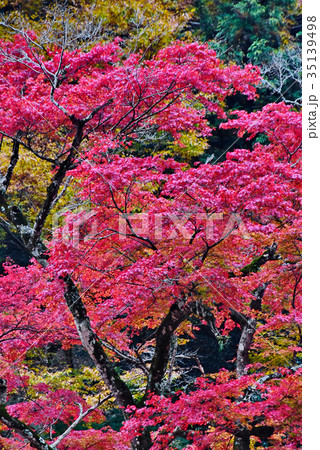 紅葉 35139498