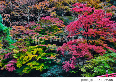 紅葉 35139500