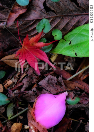 紅葉 35139502