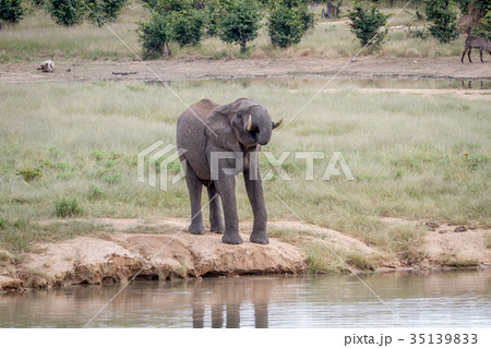 Elephant bull at a waterhole. 35139833