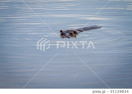 Hippo head sticking out of the water. Hippo head sticking out of the water. 35139834