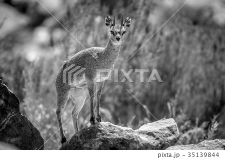 Klipspringer standing on rocks. Klipspringer standing on rocks. 35139844