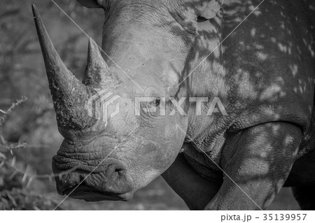 Side profile of a White rhino. 35139957
