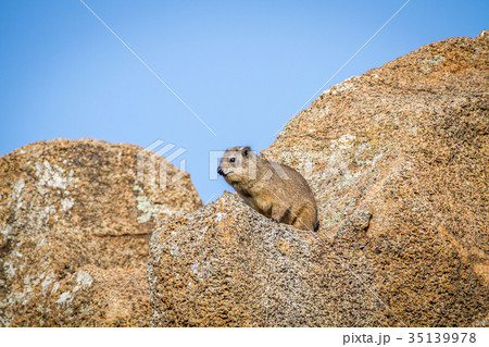 Rock dassie sitting on a rock. Rock dassie sitting on a rock. 35139978