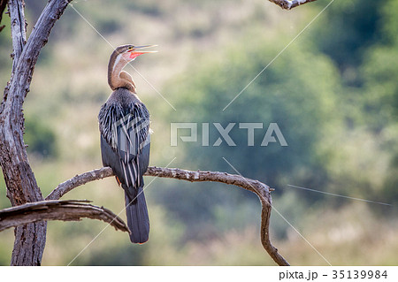 African darter sitting on a branch. African darter sitting on a branch. 35139984