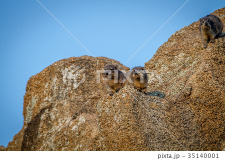 Rock dassies sitting on rocks. Rock dassies sitting on rocks. 35140001