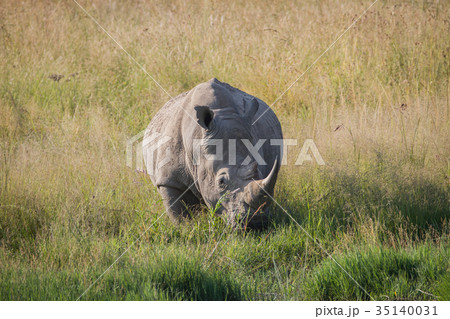 Big White rhino bull standing in the grass. 35140031