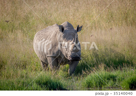 White rhino bull standing in the grass by water. White rhino bull standing in the grass by water. 35140040