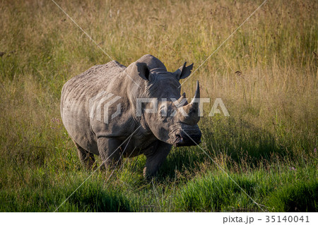 Big White rhino bull standing in the grass. 35140041