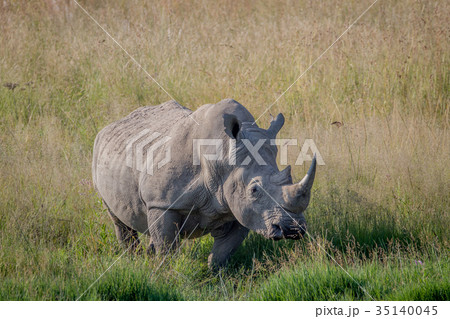 Big White rhino bull standing in the grass. Big White rhino bull standing in the grass. 35140045