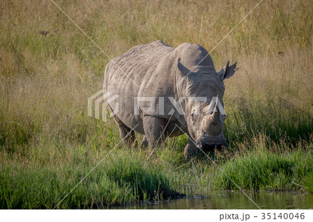 White rhino bull standing in the grass by water. 35140046