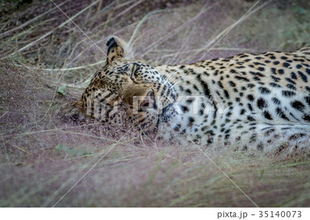 Female Leopard laying in the grass. 35140073